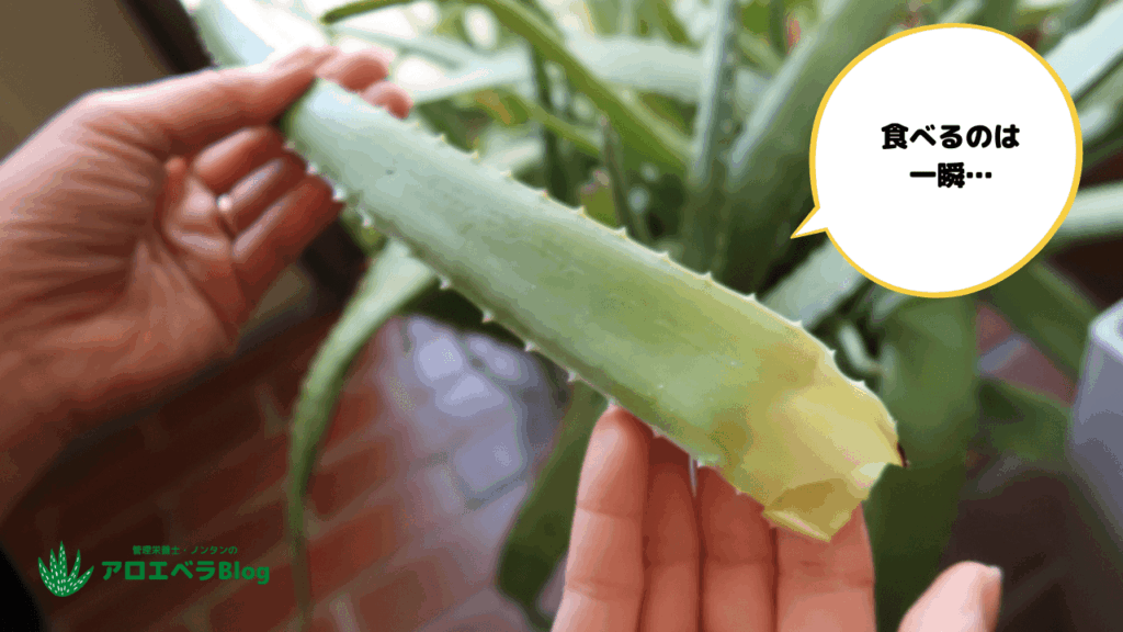 衝撃!数年育てても、食べるのは「一瞬」という現実
