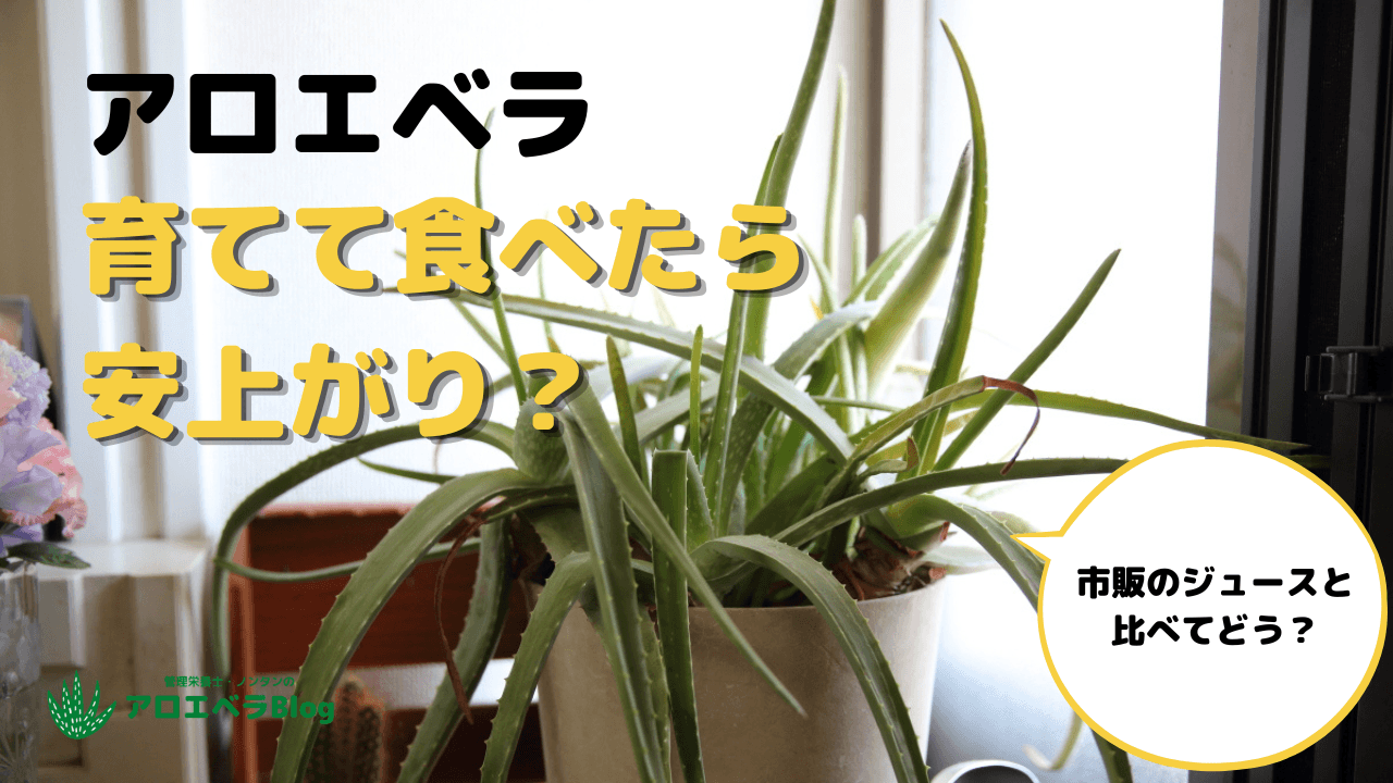アロエベラの育て方【食べる目的なら市販ジュースの方が効率的】