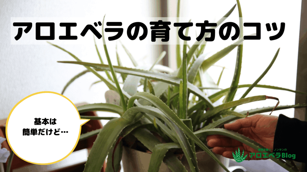 アロエベラの育て方のコツ(基本は簡単だけど…)